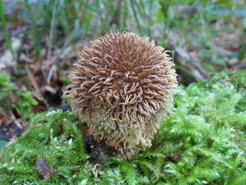 Lycoperdon echinatum