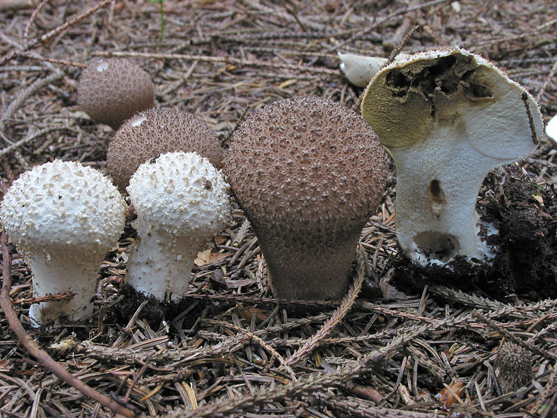 Lycoperdon perlatum