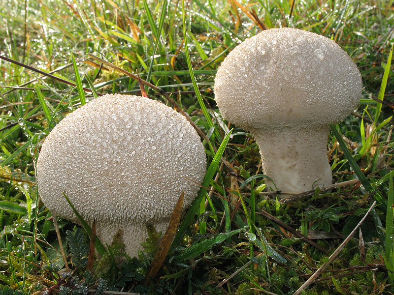 Lycoperdon perlatum