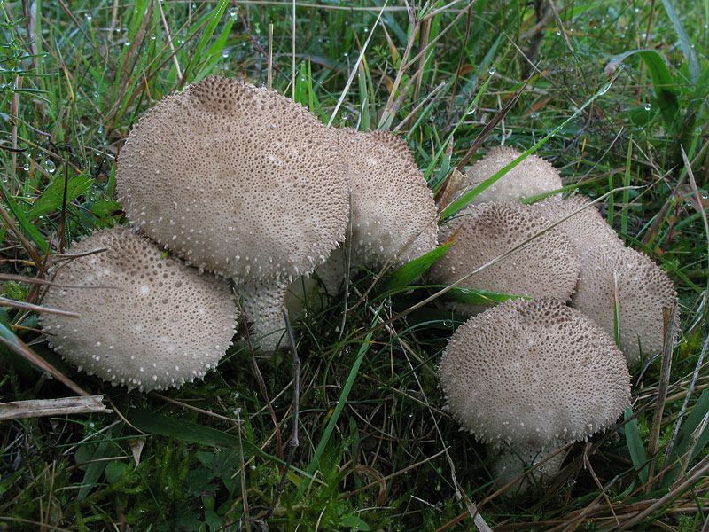 Lycoperdon perlatum