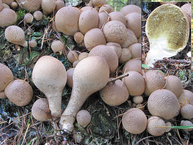 Lycoperdon pyriforme