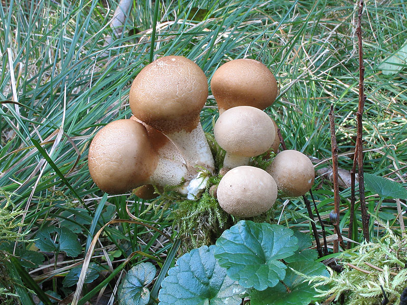 Lycoperdon pyriforme