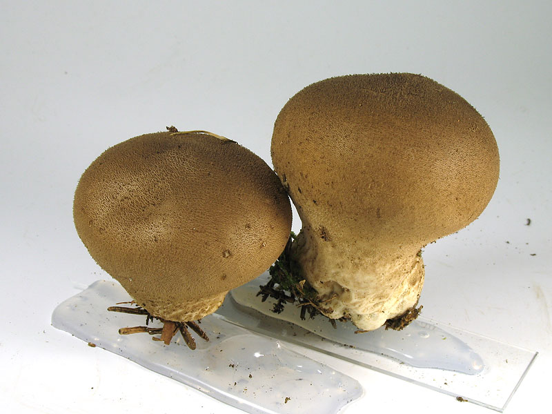 Lycoperdon umbrinum