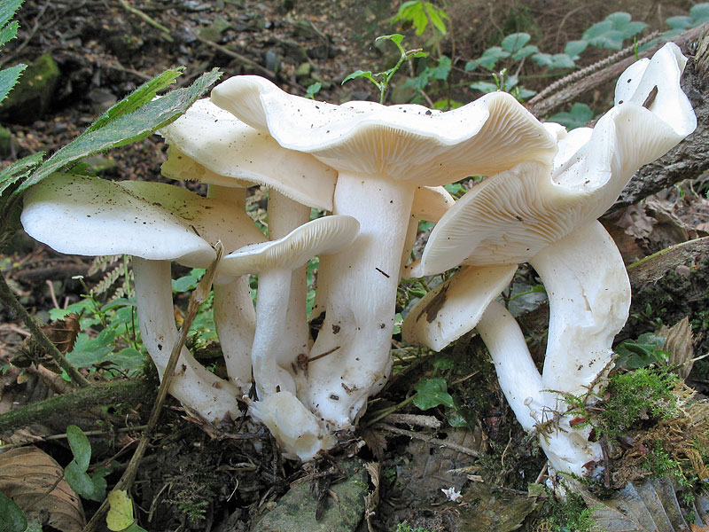 Lyophyllum connatum