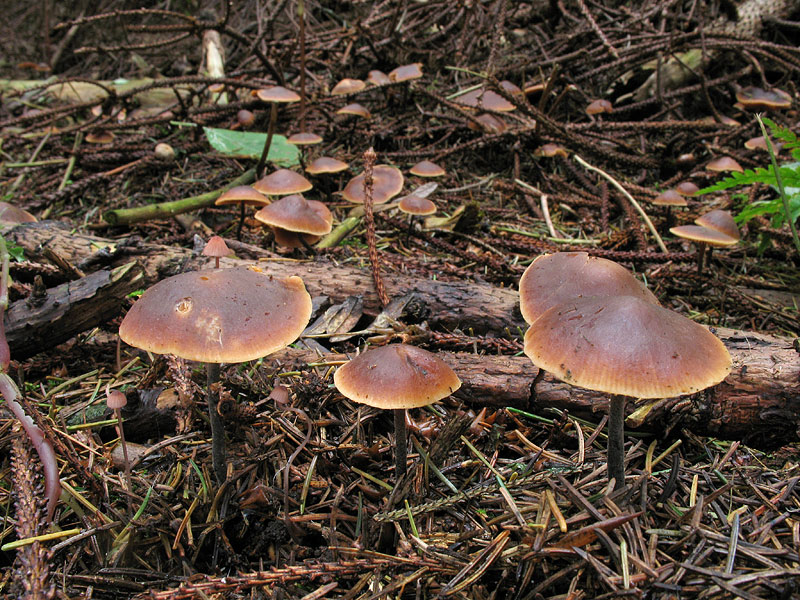 Macrocystidia cucumis