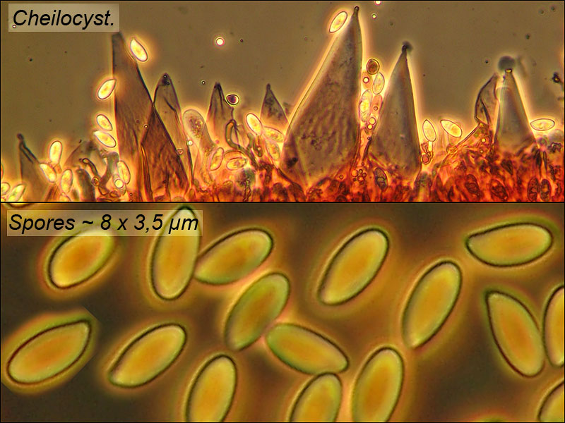 Macrocystidia cucumis