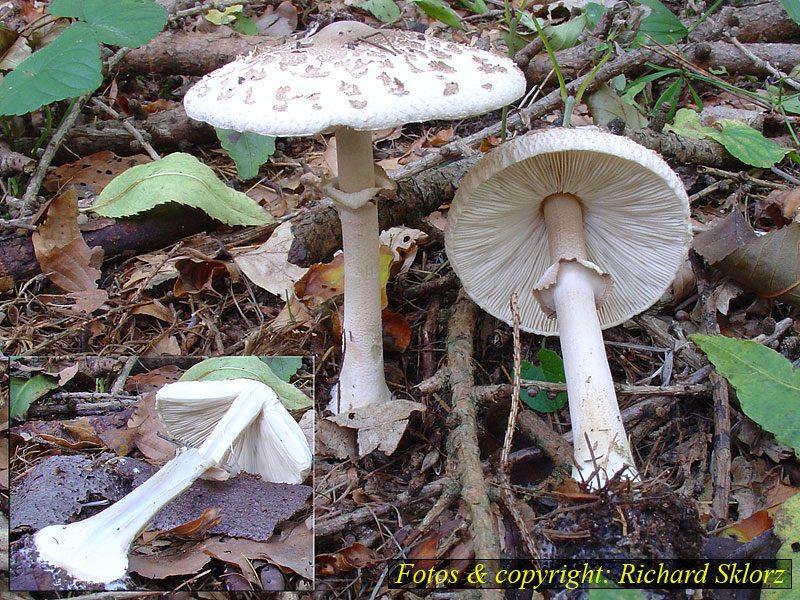 Macrolepiota mastoidea