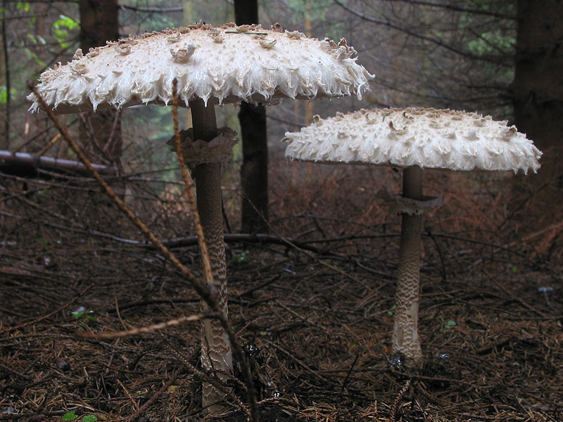 Macrolepiota procera