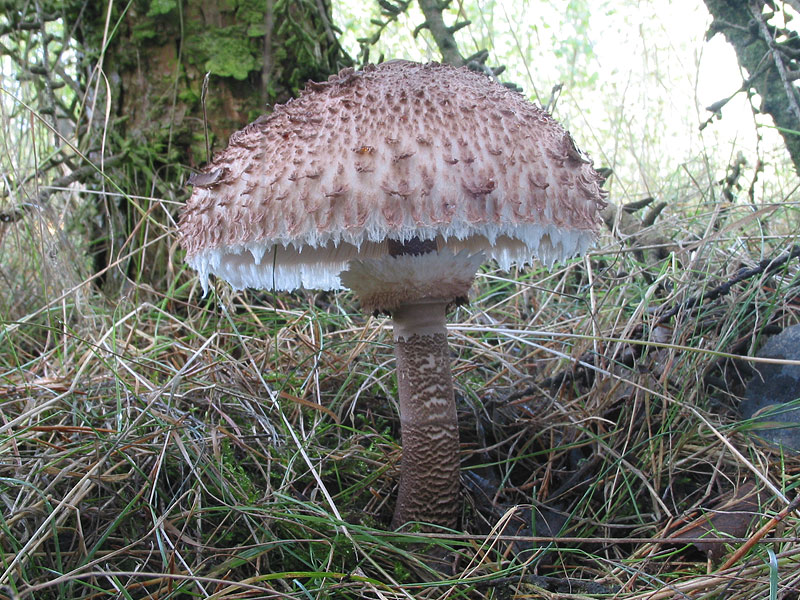 Macrolepiota procera
