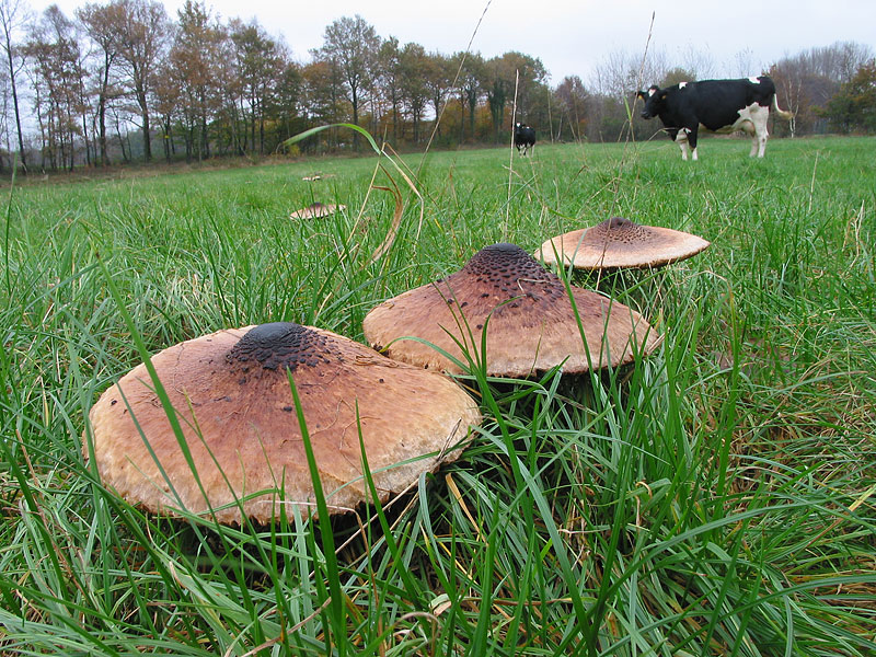 Macrolepiota procera