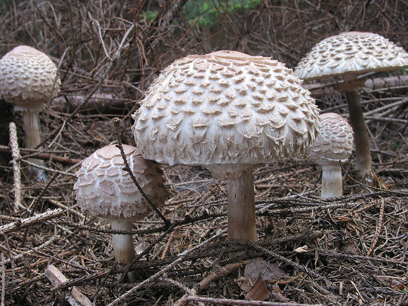 Macrolepiota rachodes