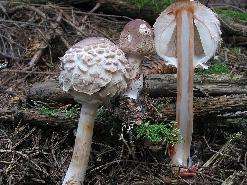 Macrolepiota rachodes