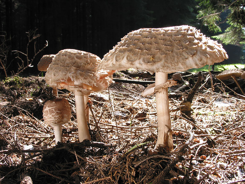 Macrolepiota rachodes