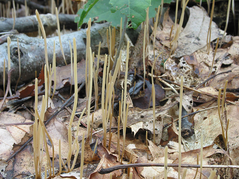 Macrotyphula filiformis