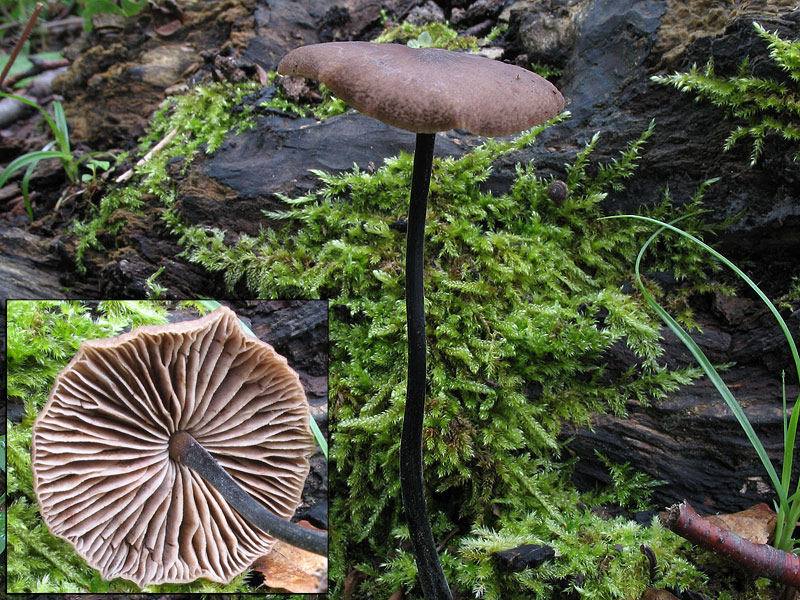 Marasmius alliaceus