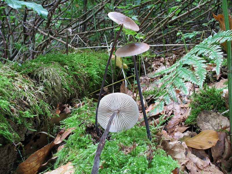 Marasmius alliaceus