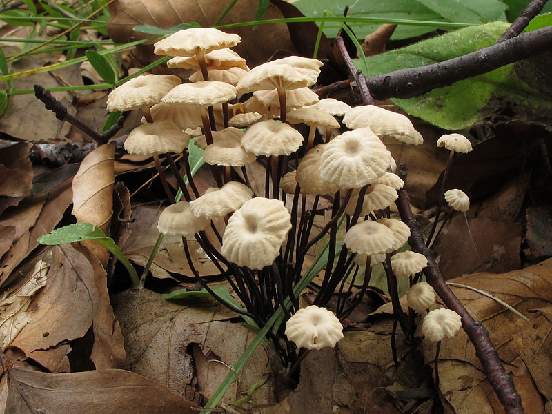 Marasmius rotula