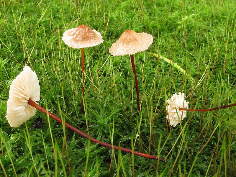 Marasmius scordonius