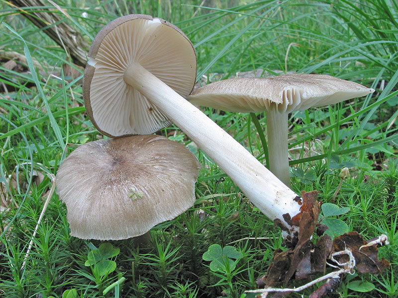 Megacollybia platyphylla