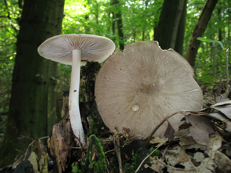 Megacollybia platyphylla