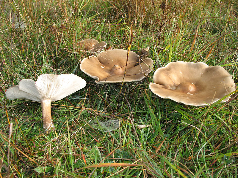 Melanoleuca brevipes