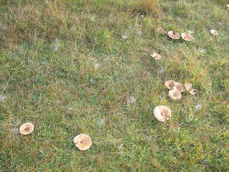 Melanoleuca brevipes