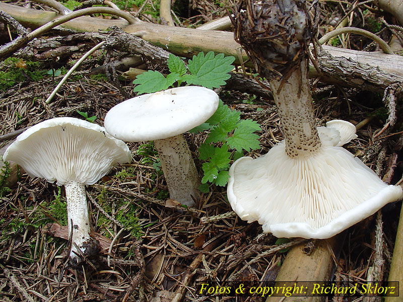 Melanoleuca verrucipes