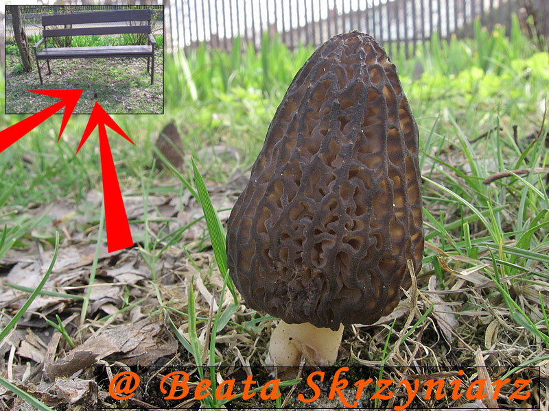 Morchella conica