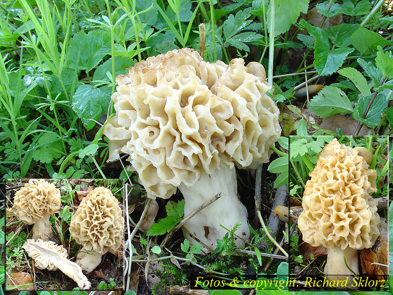 Morchella esculenta