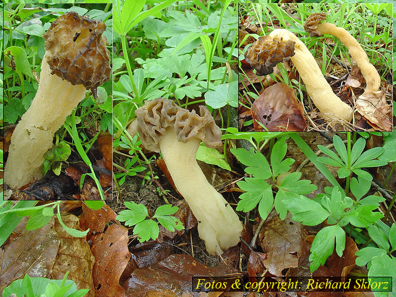 Morchella gigas (Mitrophora semilibera)