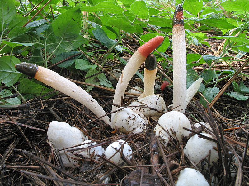 Mutinus caninus