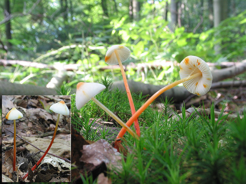 Mycena crocata