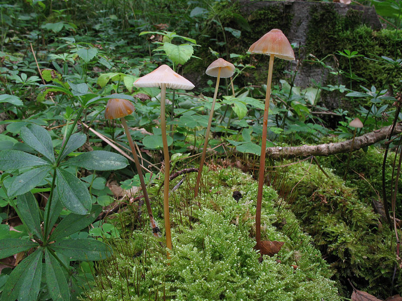 Mycena crocata