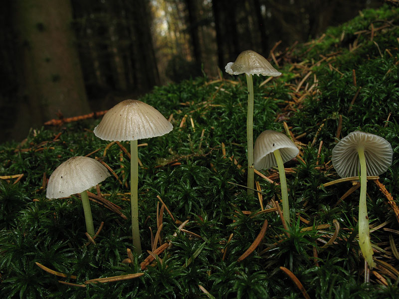 Mycena epipterygia