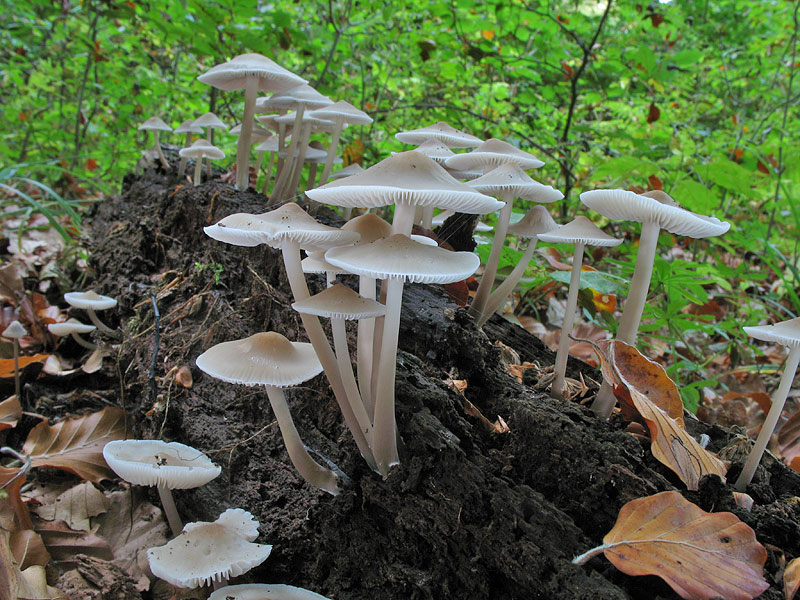 Mycena galericulata