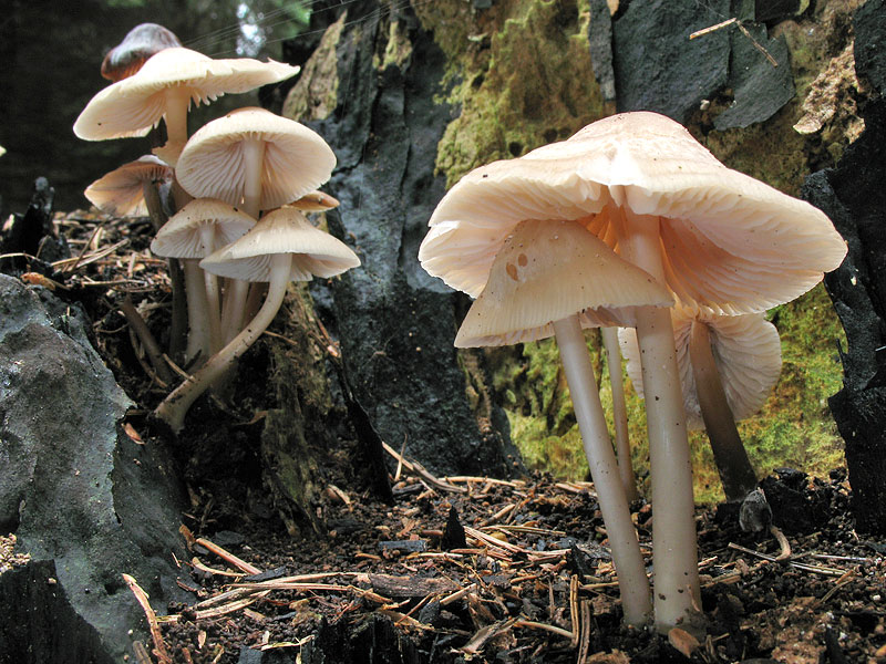 Mycena galericulata