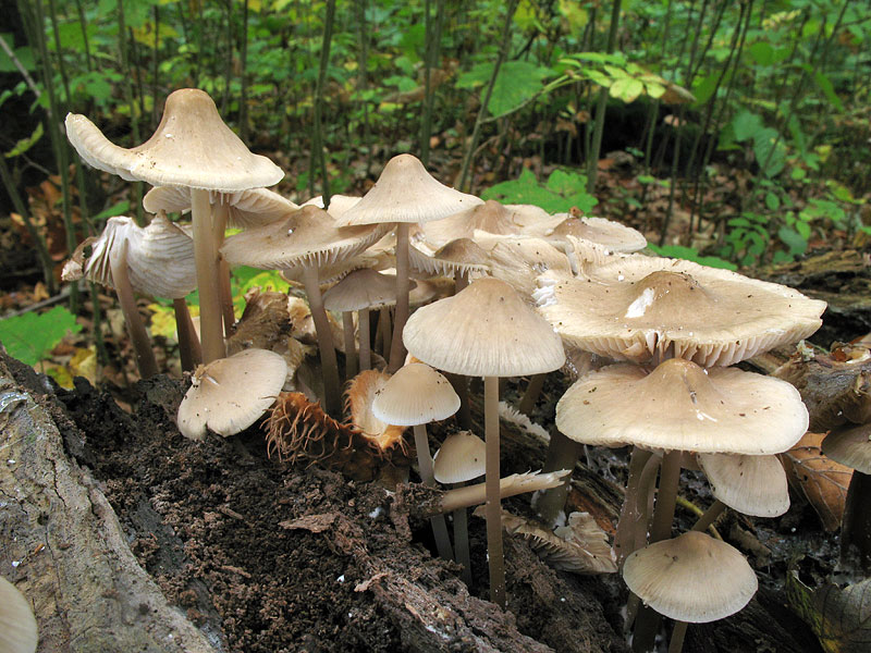 Mycena galericulata