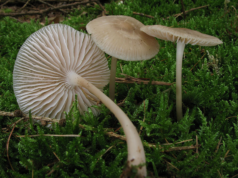 Mycena galericulata