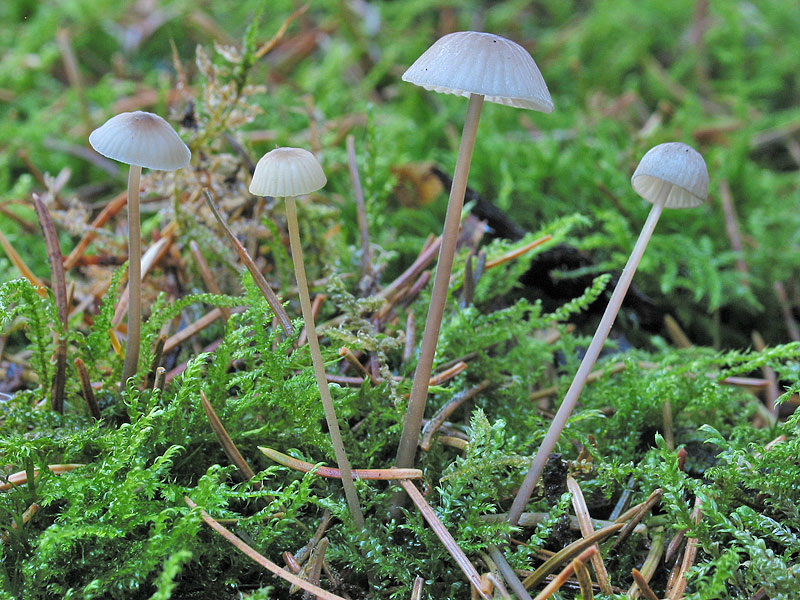 Mycena galopus