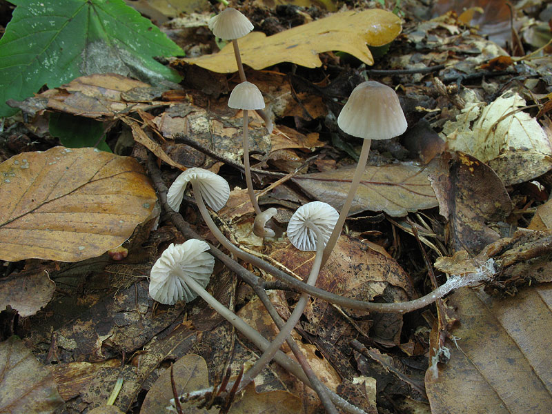 Mycena galopus