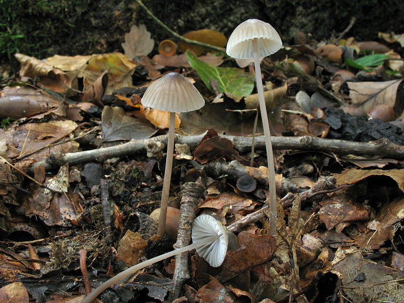 Mycena galopus