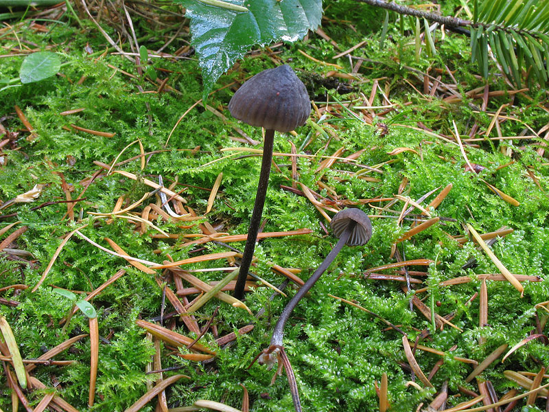 Mycena leucogala