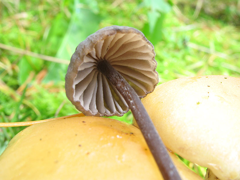 Mycena leucogala