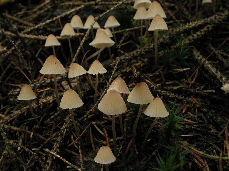 Mycena metata