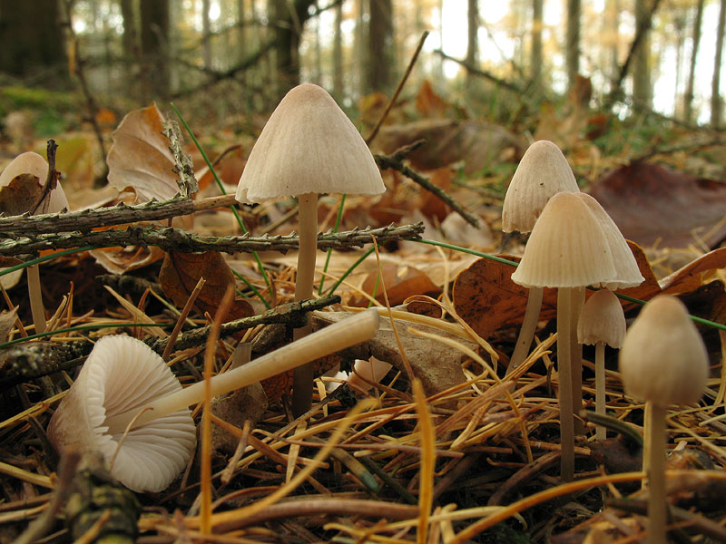 Mycena metata