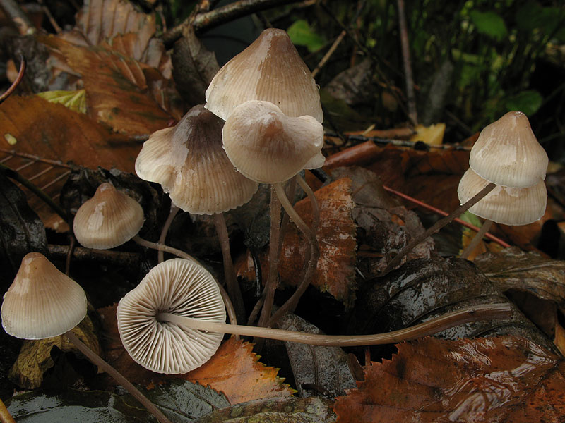 Mycena metata