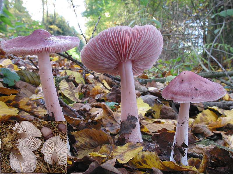 Mycena pura