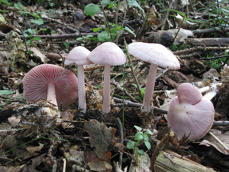 Mycena pura