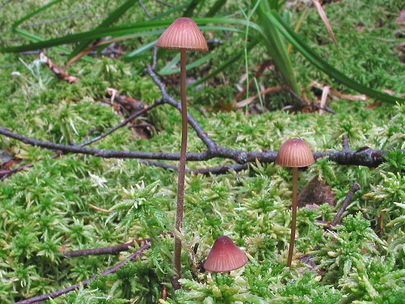 Mycena sanguinolenta