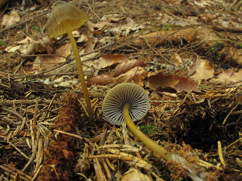 Mycena viridimarginata